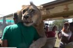 Przytulalski lew [Video]
