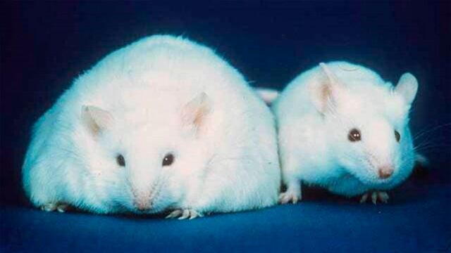 Cytokina TSLP podawana otyłym myszom powodowała znaczną utratę tłuszczu, który uwalniany był poprzez gruczoły łojowe w skórze