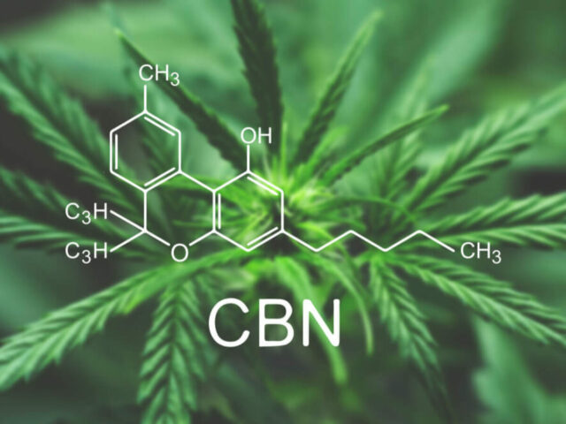 Kannabinol CBN znajdujący się w marihuanie odmładza komórki nerwowe w mózgu