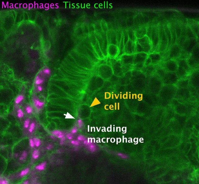 Podział komórek jest kluczem do przedostania się komórek odpornościowych do tkanki